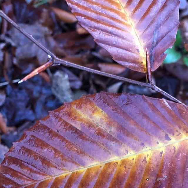 Autumn Beech - Sagenite Agate | Of Coins & Crystals