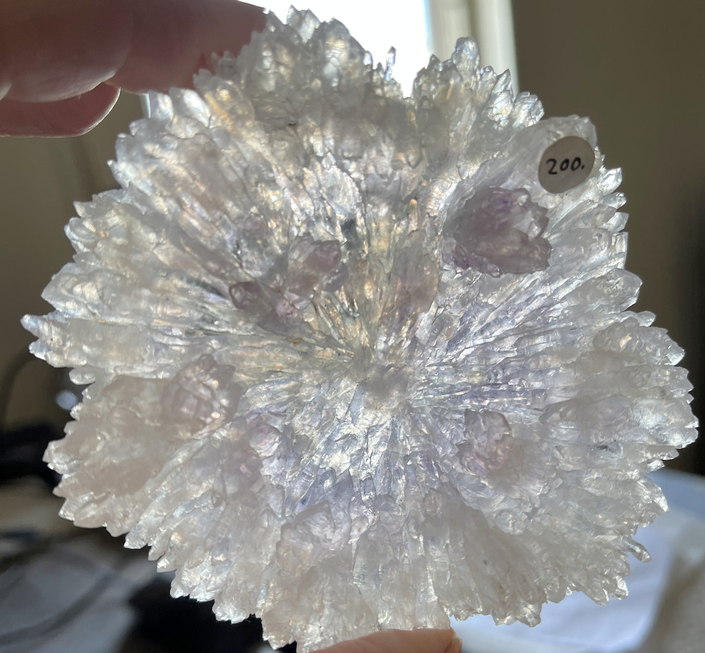Rose Amethyst 9 - Irai, Rio Grande do Sul, Brazil
