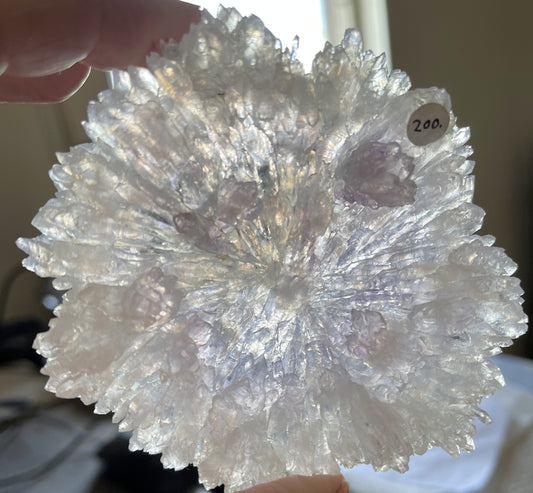 Rose Amethyst 9 - Irai, Rio Grande do Sul, Brazil