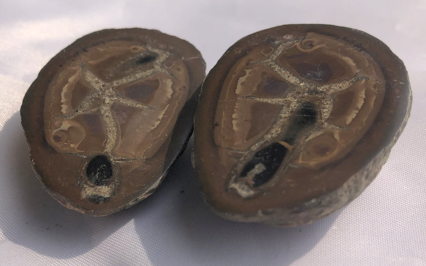 Septarian 41 - Morroco | Of Coins & Crystals