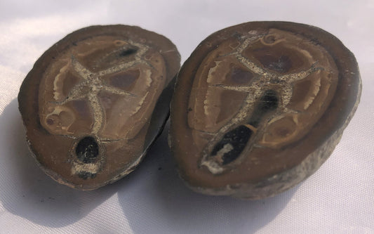 Septarian 41 - Morroco | Of Coins & Crystals
