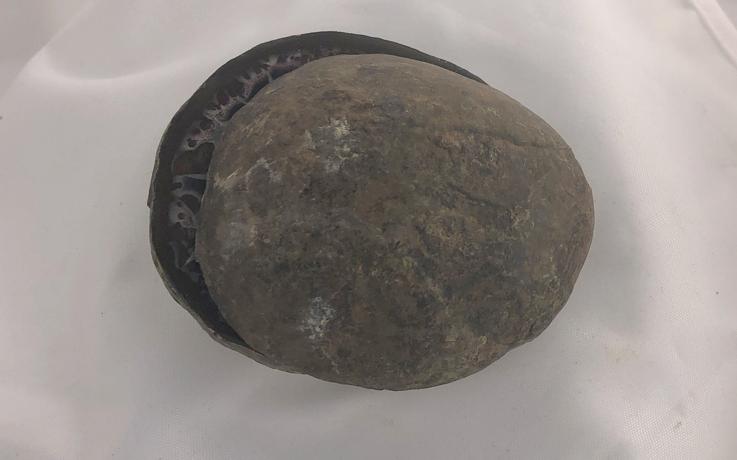 Septarian 37 - Morroco | Of Coins & Crystals