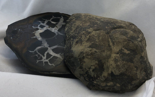 Black Septarian - Morroco | Of Coins & Crystals